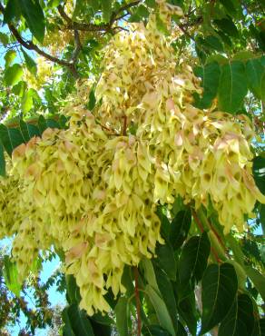 Fotografia 1 da espécie Ailanthus altissima no Jardim Botânico UTAD