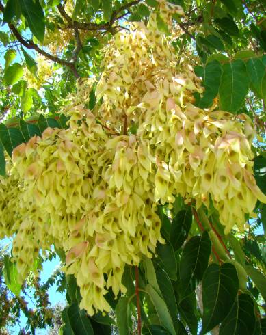 Fotografia de capa Ailanthus altissima - do Jardim Botânico