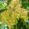 Fotografia 1 da espécie Ailanthus altissima do Jardim Botânico UTAD