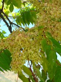 Fotografia da espécie Ailanthus altissima