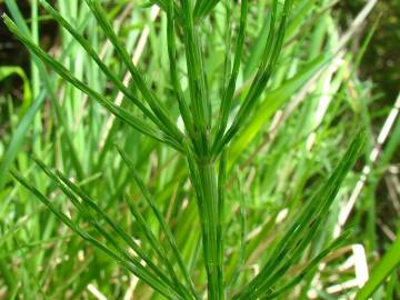 Fotografia da espécie Equisetum ramosissimum