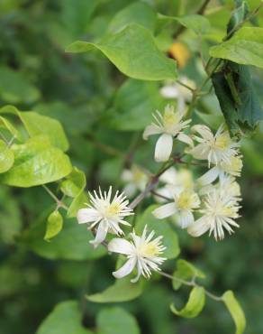 Fotografia 7 da espécie Clematis vitalba no Jardim Botânico UTAD