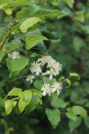 Fotografia da espécie Clematis vitalba