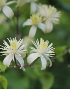 Fotografia 9 da espécie Clematis vitalba no Jardim Botânico UTAD