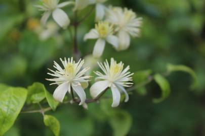 Fotografia da espécie Clematis vitalba