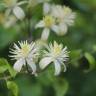 Fotografia 9 da espécie Clematis vitalba do Jardim Botânico UTAD