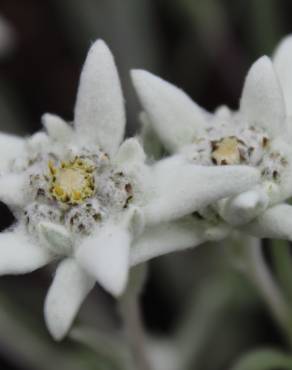 Fotografia 1 da espécie Leontopodium alpinum no Jardim Botânico UTAD