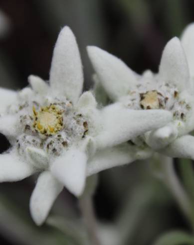 Fotografia de capa Leontopodium alpinum - do Jardim Botânico