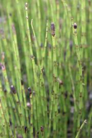 Fotografia da espécie Equisetum palustre