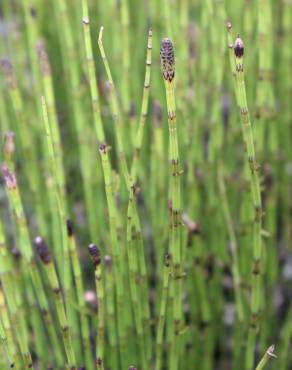 Fotografia 5 da espécie Equisetum palustre no Jardim Botânico UTAD