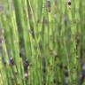 Fotografia 5 da espécie Equisetum palustre do Jardim Botânico UTAD