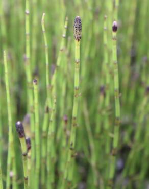 Fotografia 6 da espécie Equisetum palustre no Jardim Botânico UTAD