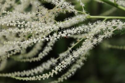 Fotografia da espécie Aruncus dioicus