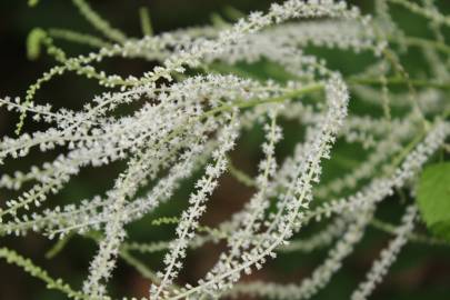 Fotografia da espécie Aruncus dioicus