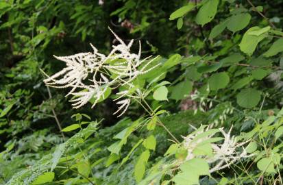 Fotografia da espécie Aruncus dioicus