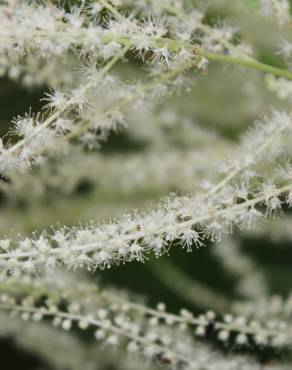 Fotografia 5 da espécie Aruncus dioicus no Jardim Botânico UTAD