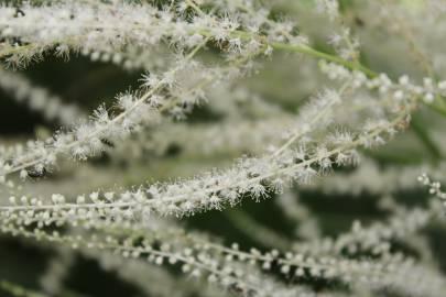 Fotografia da espécie Aruncus dioicus
