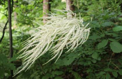 Fotografia da espécie Aruncus dioicus