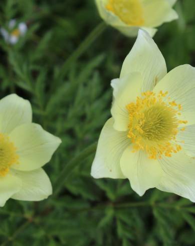 Fotografia de capa  Anemone alpina subesp. apiifolia - do Jardim Botânico