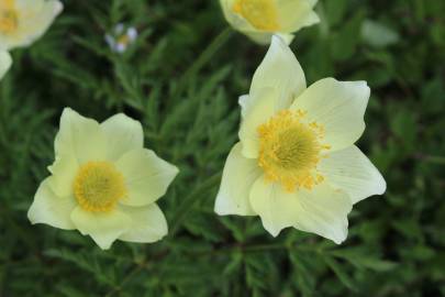 Fotografia da espécie  Anemone alpina subesp. apiifolia