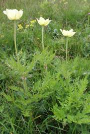 Fotografia da espécie  Anemone alpina subesp. apiifolia