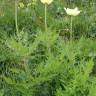 Fotografia 3 da espécie  Anemone alpina subesp. apiifolia do Jardim Botânico UTAD