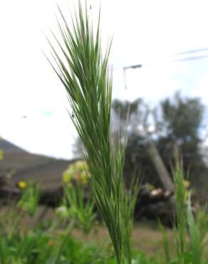 Fotografia 3 da espécie Bromus madritensis no Jardim Botânico UTAD