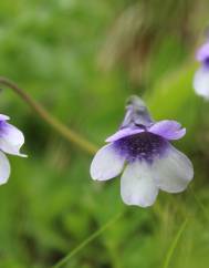 Pinguicula vulgaris