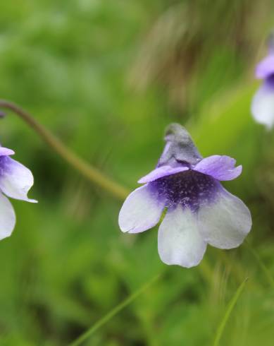 Fotografia de capa Pinguicula vulgaris - do Jardim Botânico