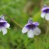 Fotografia 1 da espécie Pinguicula vulgaris do Jardim Botânico UTAD