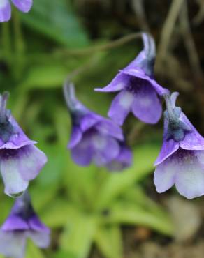 Fotografia 5 da espécie Pinguicula vulgaris no Jardim Botânico UTAD