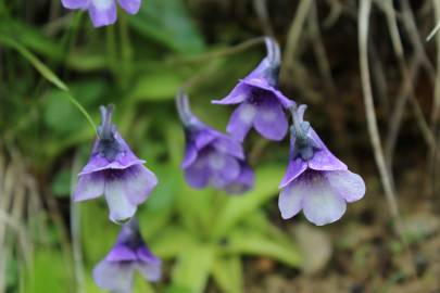 Fotografia da espécie Pinguicula vulgaris