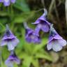 Fotografia 5 da espécie Pinguicula vulgaris do Jardim Botânico UTAD