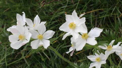 Fotografia da espécie Anemone narcissiflora