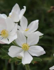 Anemone narcissiflora