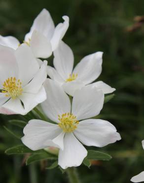 Fotografia 1 da espécie Anemone narcissiflora no Jardim Botânico UTAD