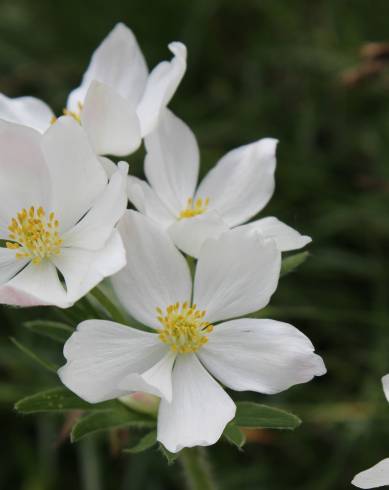 Fotografia de capa Anemone narcissiflora - do Jardim Botânico