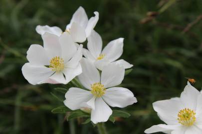 Fotografia da espécie Anemone narcissiflora