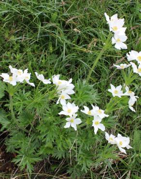 Fotografia 3 da espécie Anemone narcissiflora no Jardim Botânico UTAD