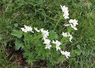 Fotografia da espécie Anemone narcissiflora