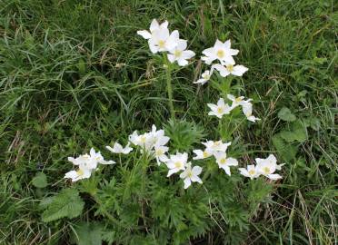 Fotografia da espécie Anemone narcissiflora