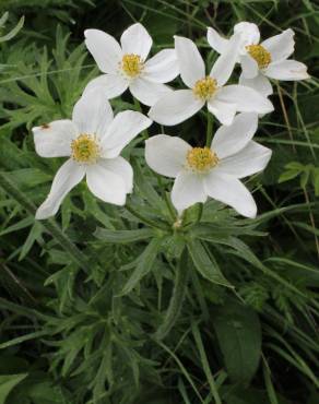 Fotografia 5 da espécie Anemone narcissiflora no Jardim Botânico UTAD