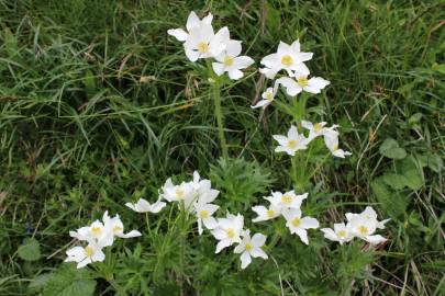 Fotografia da espécie Anemone narcissiflora