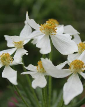 Fotografia 7 da espécie Anemone narcissiflora no Jardim Botânico UTAD