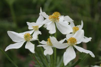 Fotografia da espécie Anemone narcissiflora