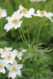 Fotografia da espécie Anemone narcissiflora