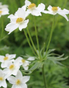 Fotografia 8 da espécie Anemone narcissiflora no Jardim Botânico UTAD