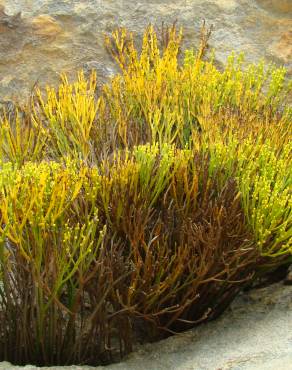 Fotografia 1 da espécie Psilotum nudum no Jardim Botânico UTAD