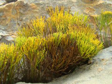 Fotografia da espécie Psilotum nudum