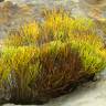 Fotografia 1 da espécie Psilotum nudum do Jardim Botânico UTAD